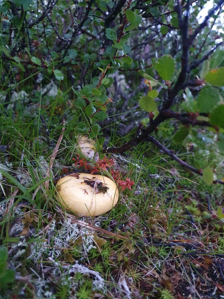 Fjellsopp